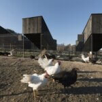 Kokošvaroš | foto: Studio SKROZ