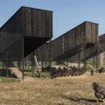 Kokošvaroš | foto: Studio SKROZ