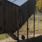 Kokošvaroš | foto: Studio SKROZ