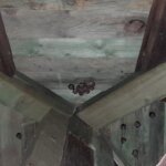 Šišmiši na tavanu Vile Allnoch u Samoboru1